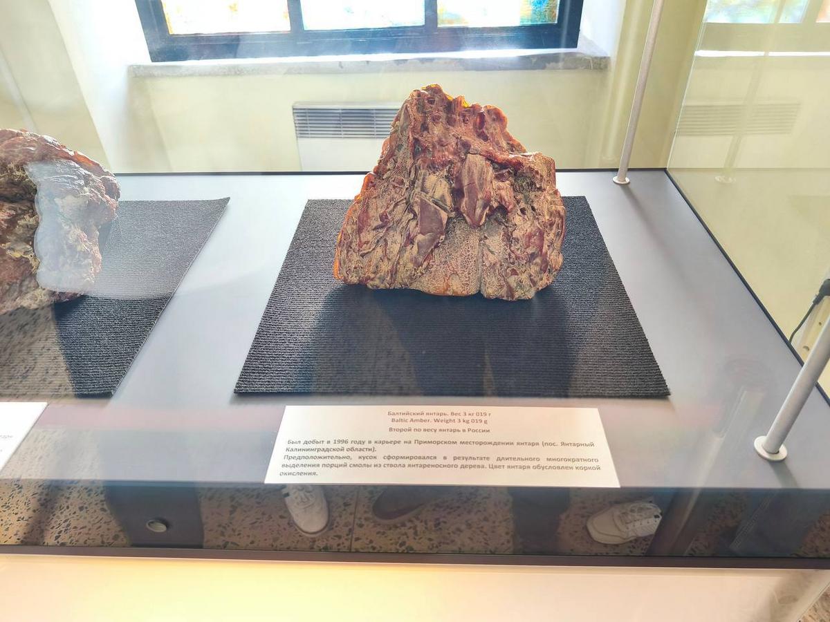 3 Студенты МСФ в Калининграде