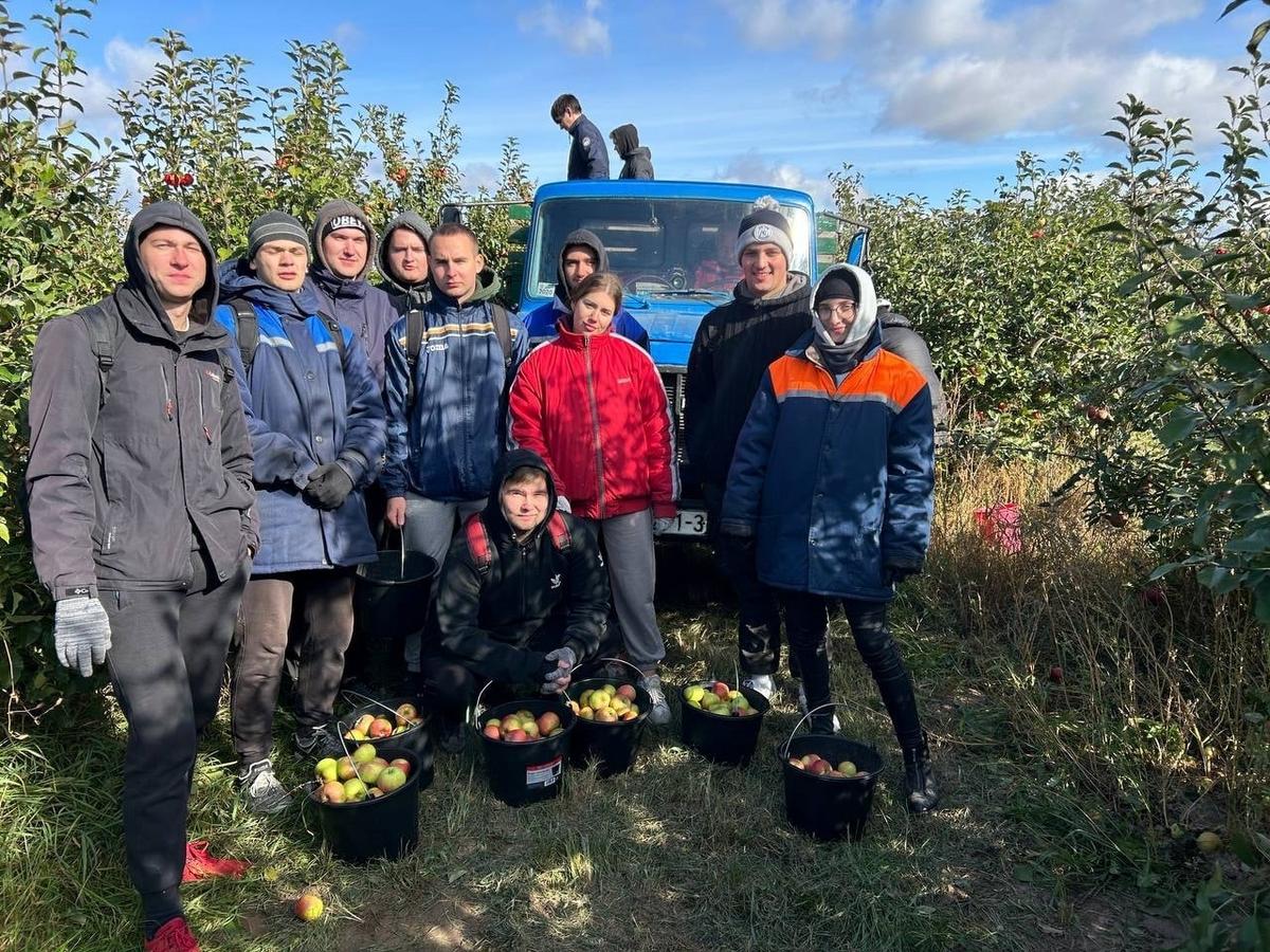 Студенты группы ГА51 в сельхозотряде «Победа» на сборе яблок